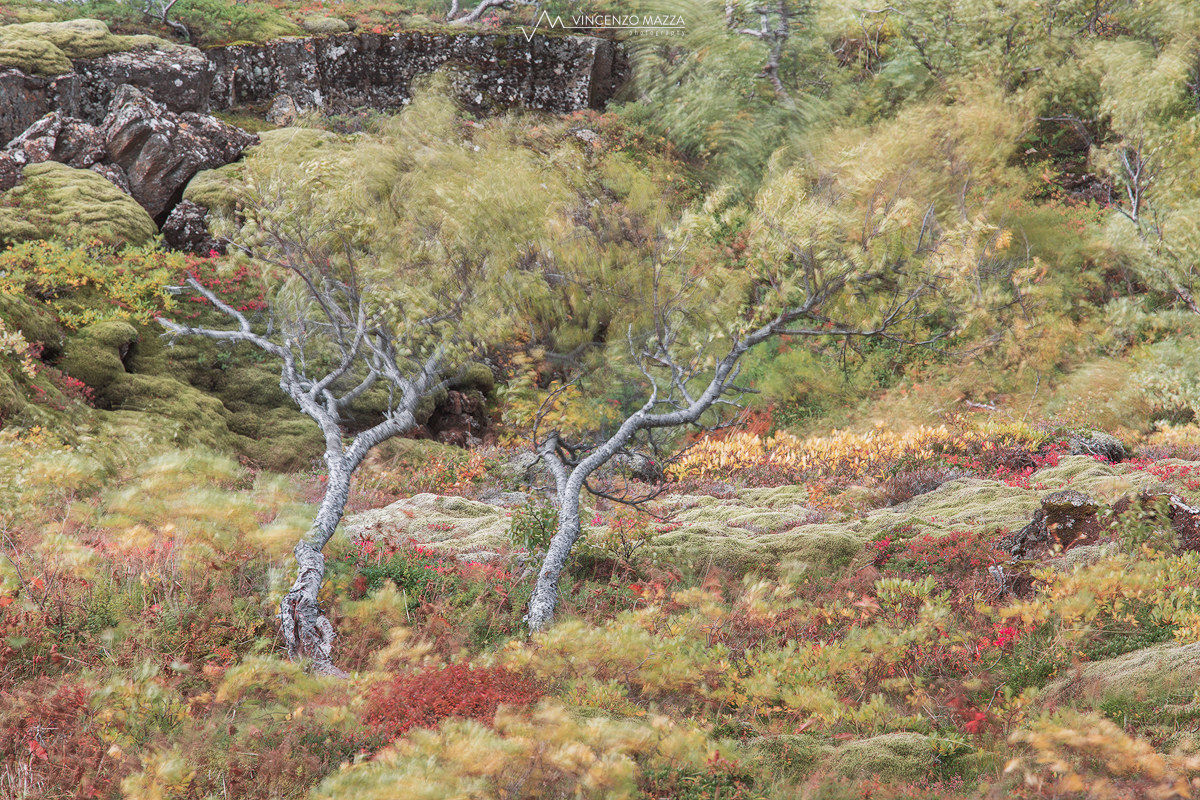 Il giardino di Monet