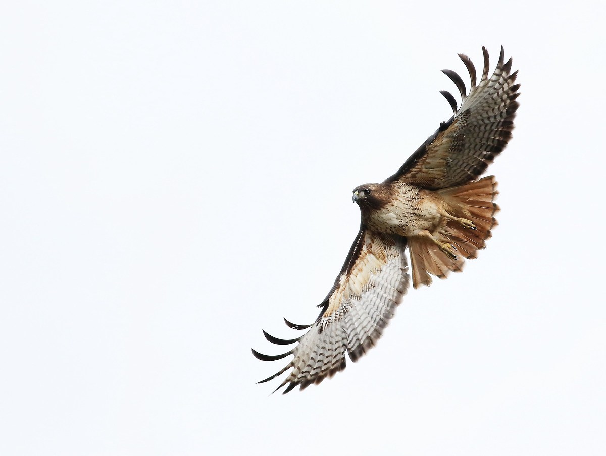 No Sky con spread massimo