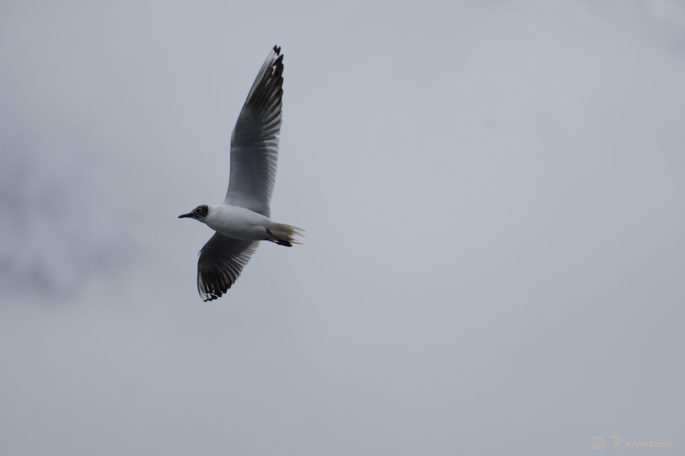 febbraio /Campolongo gabbiano comune