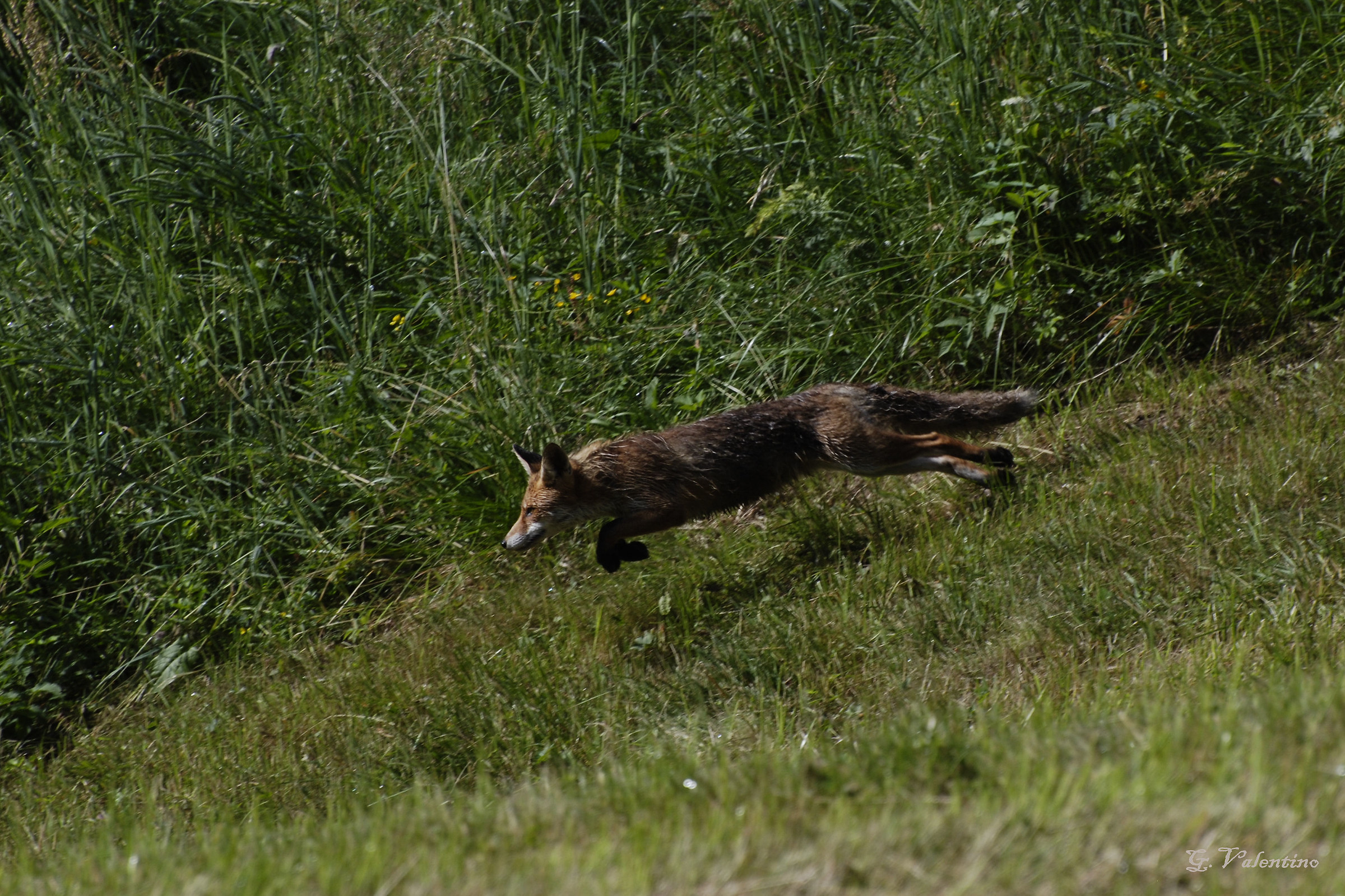 volpe che fugge