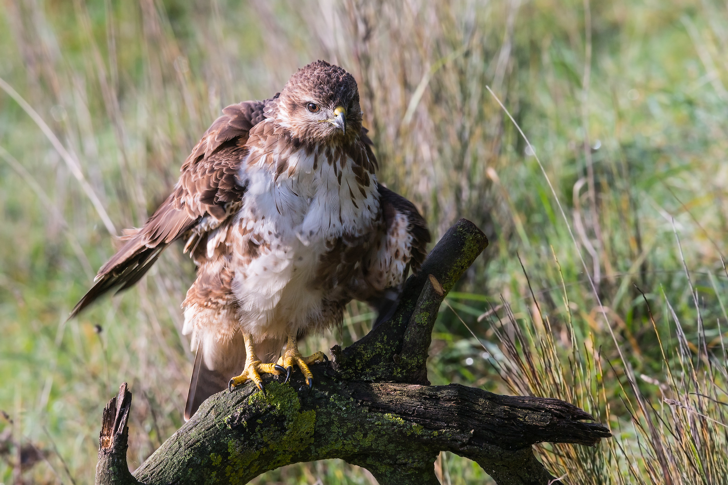 Buteo buteo