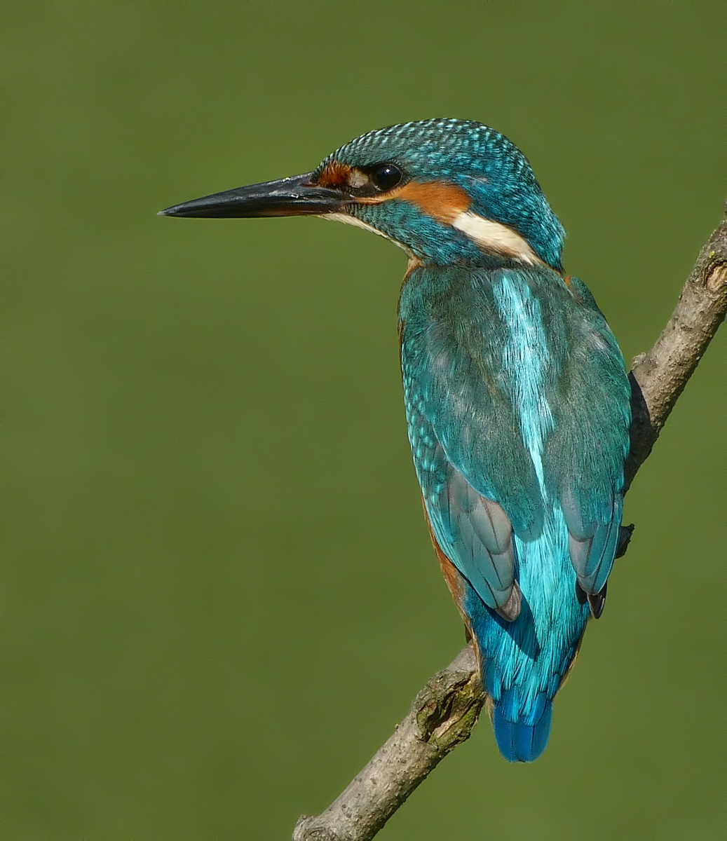 Martino pensieroso...