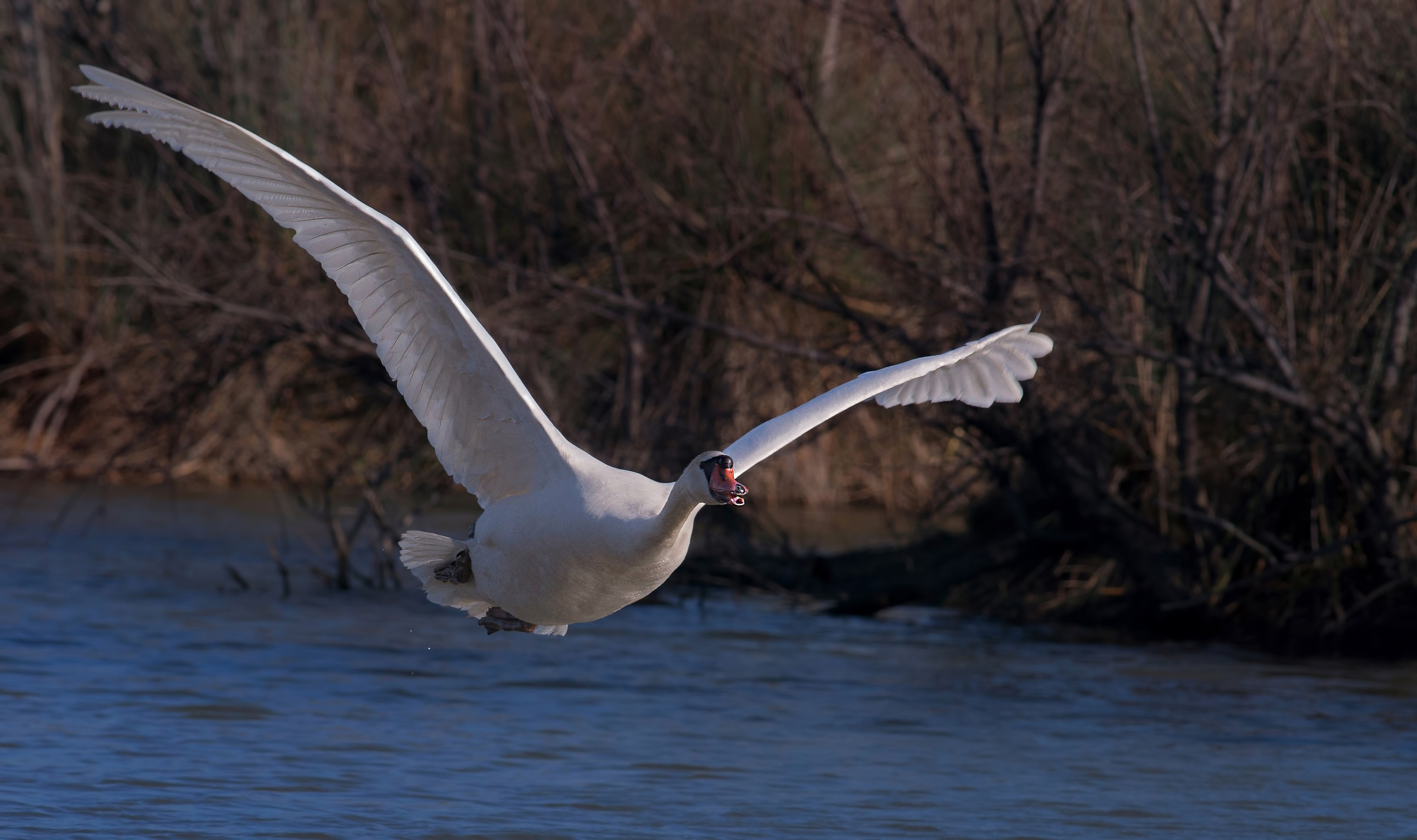 swan flying
