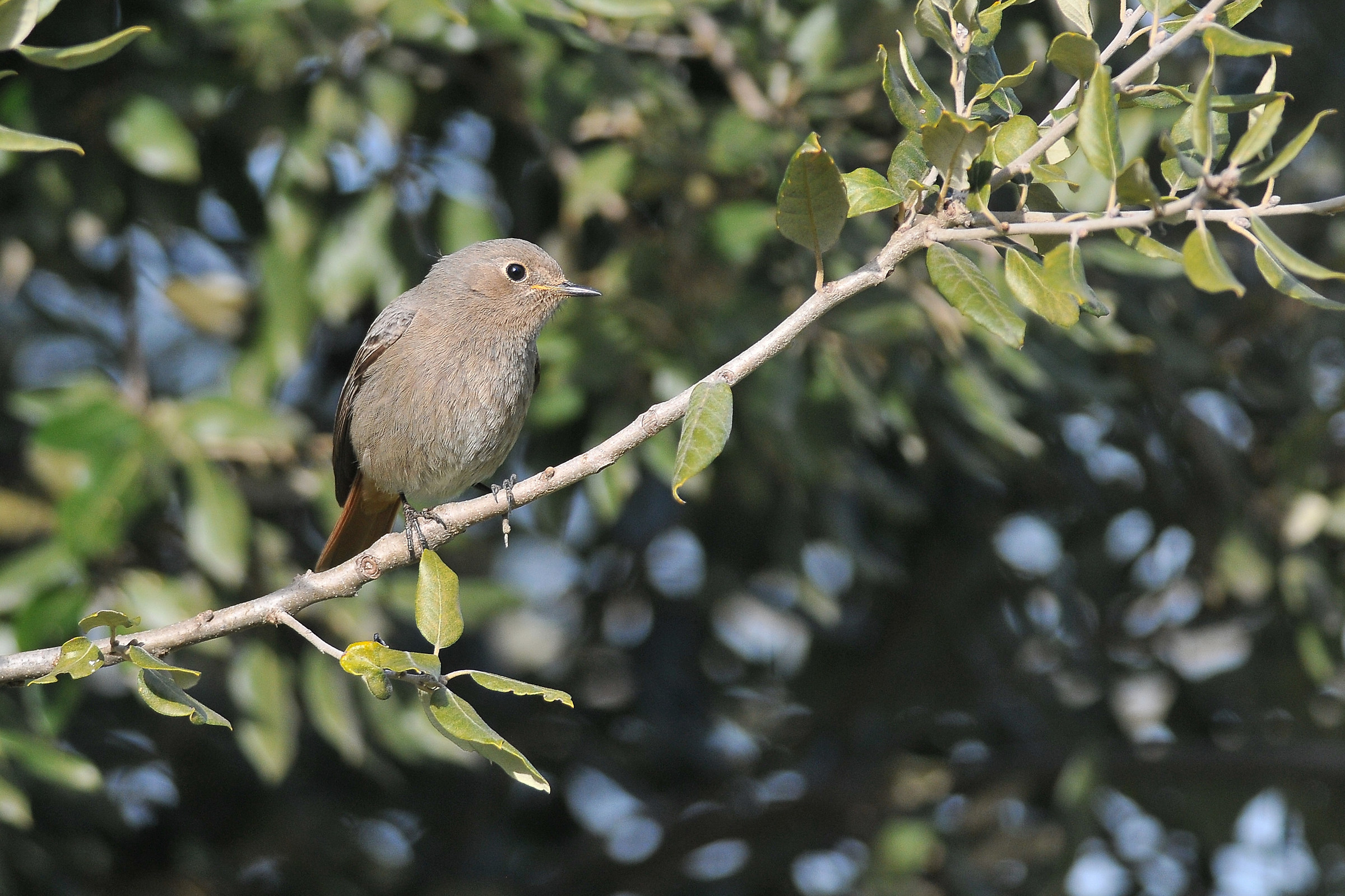 Redstart (F)