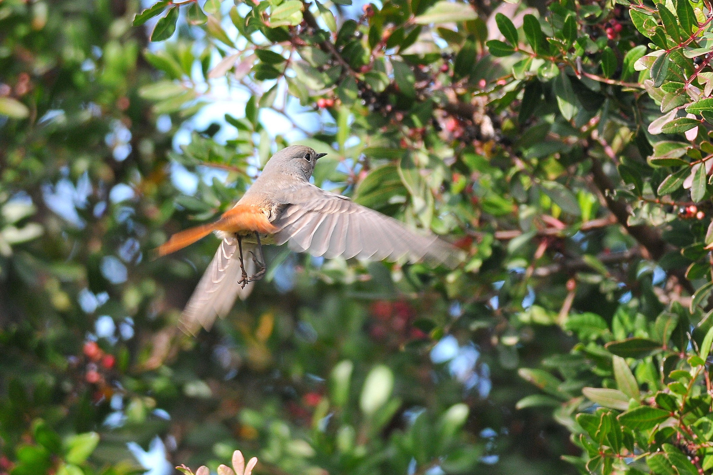 Redstart on the fly