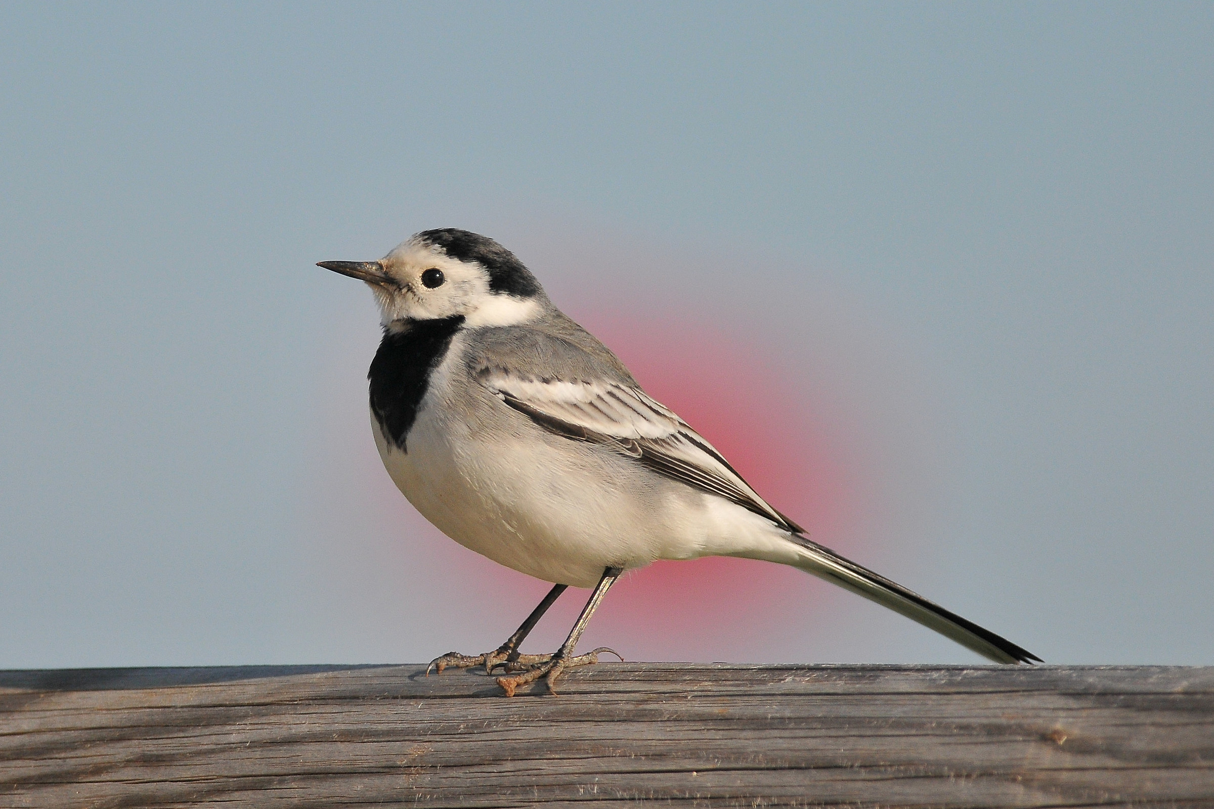White Wagtail ... UFO in the background