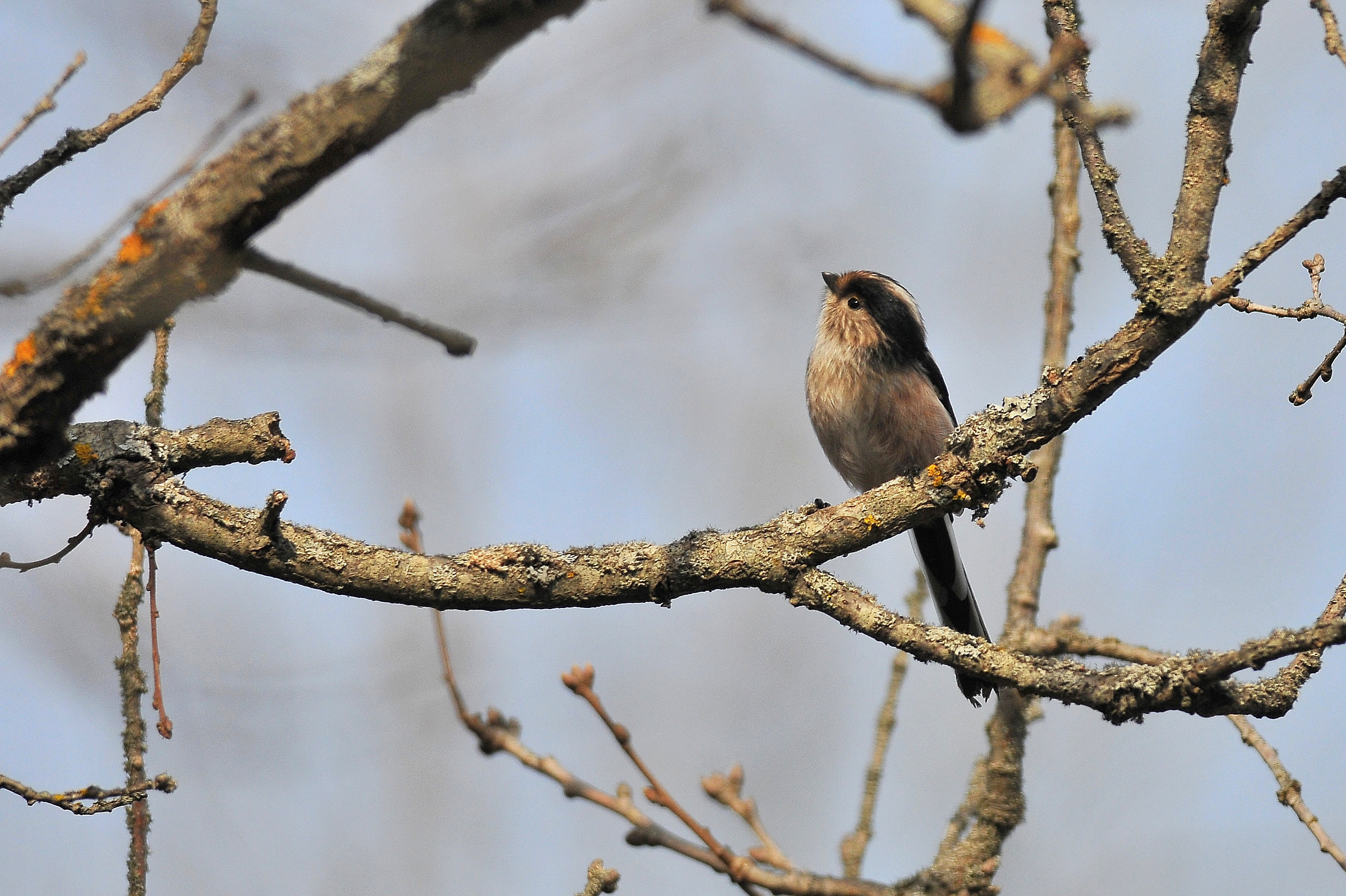 Long-tailed Tit