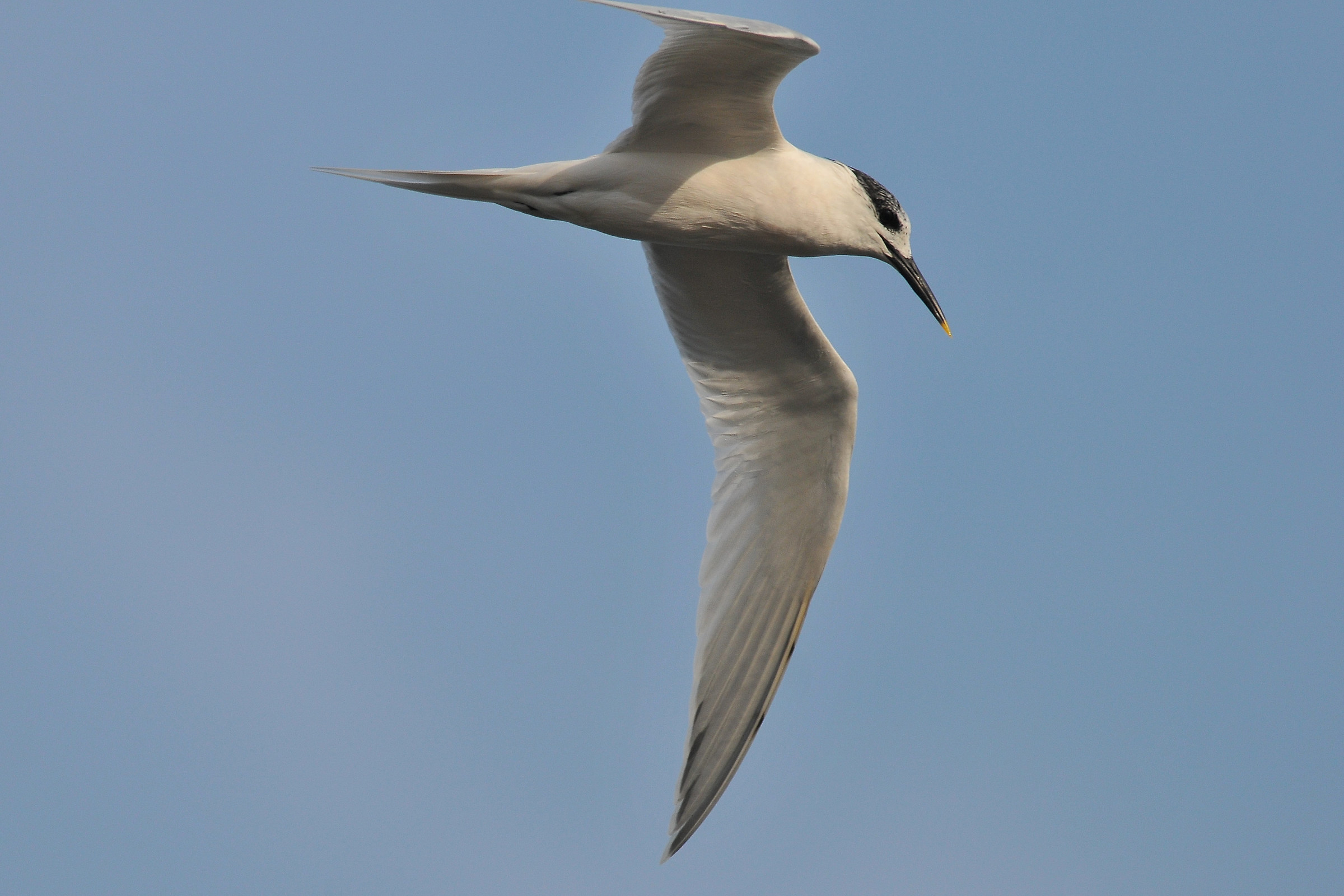 Sandwich Tern (by a hair ... ummm, pen!)