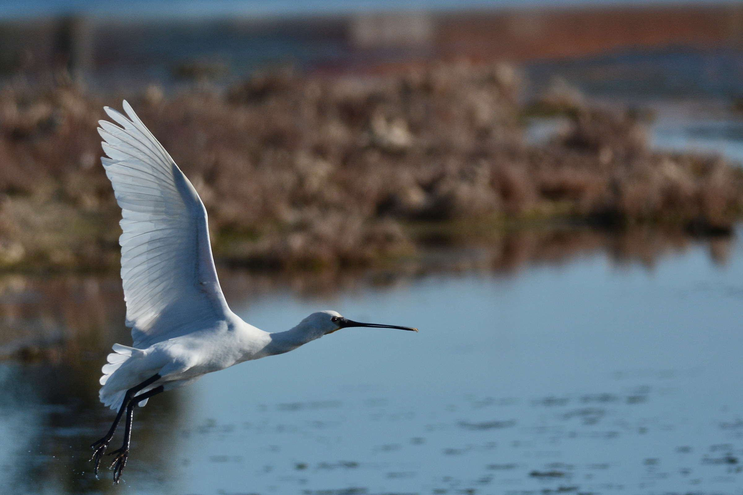 Spoonbill in flight