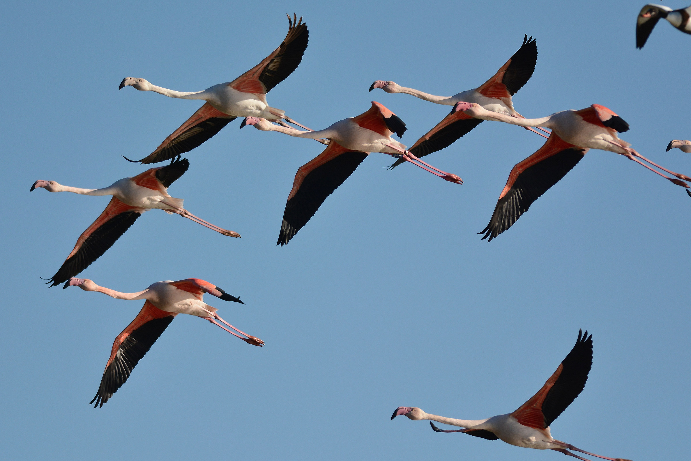 flying flamingos
