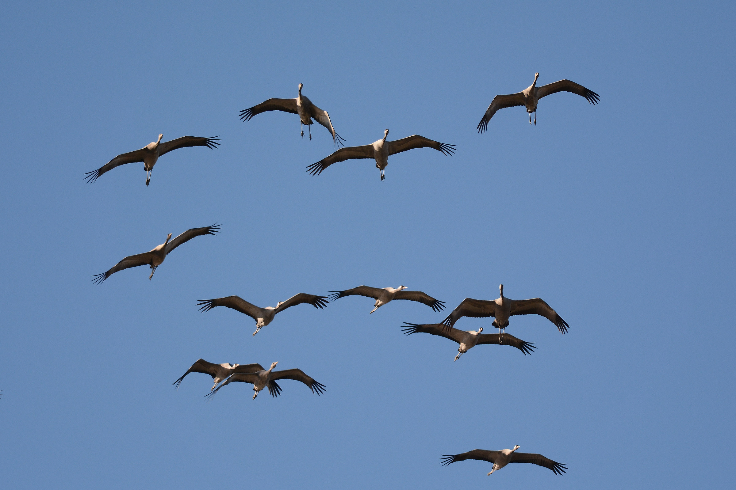 strormo backlight cranes