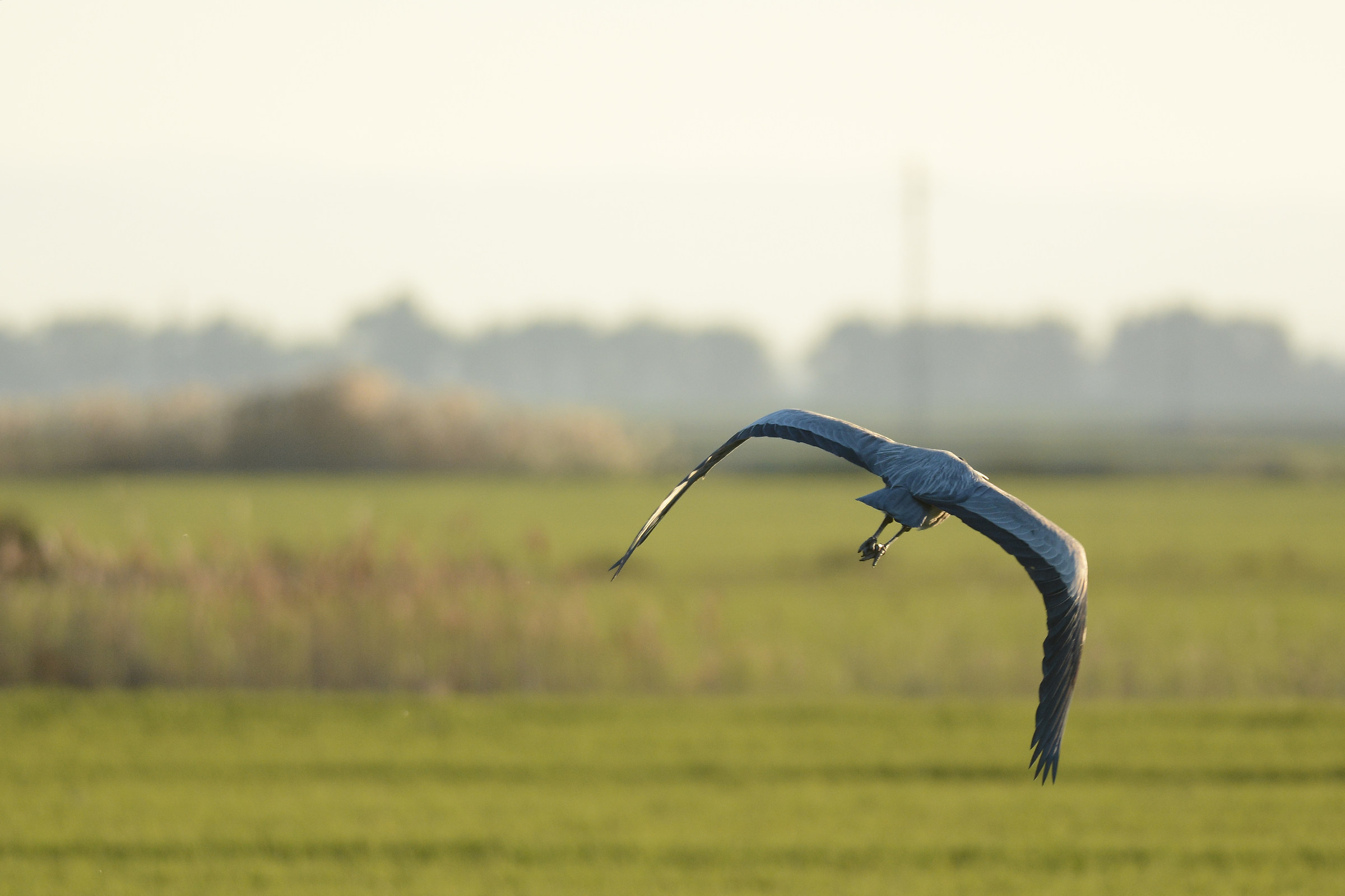 Grey Heron at sunset