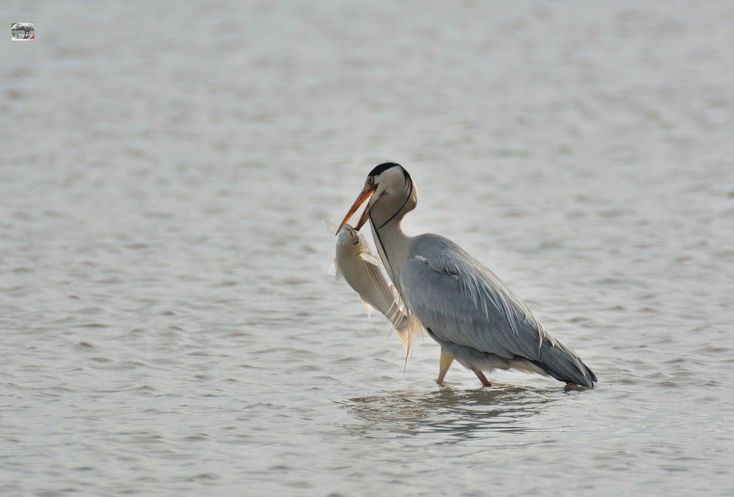 infilzato con il becco