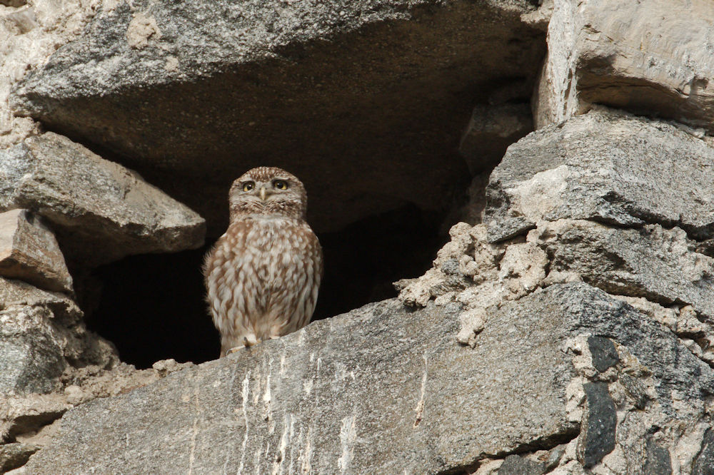 Little owl