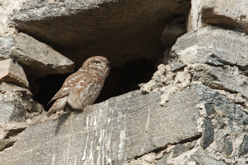 Little owl