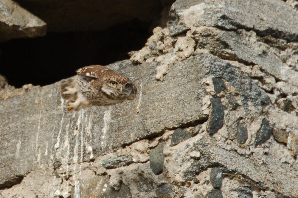 Little owl