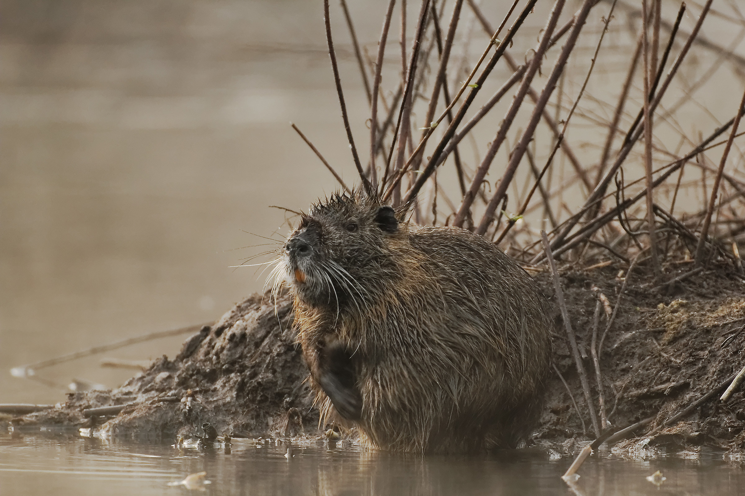 Lago Di Porta - Nutria /Myocastor coypus/