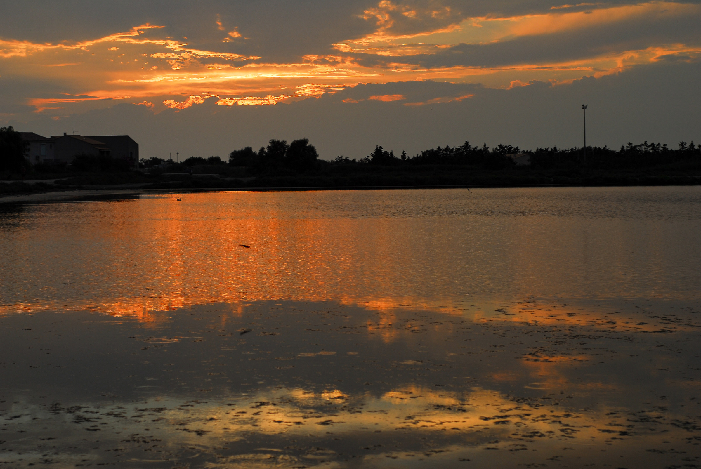 Reflections in the Camargue
