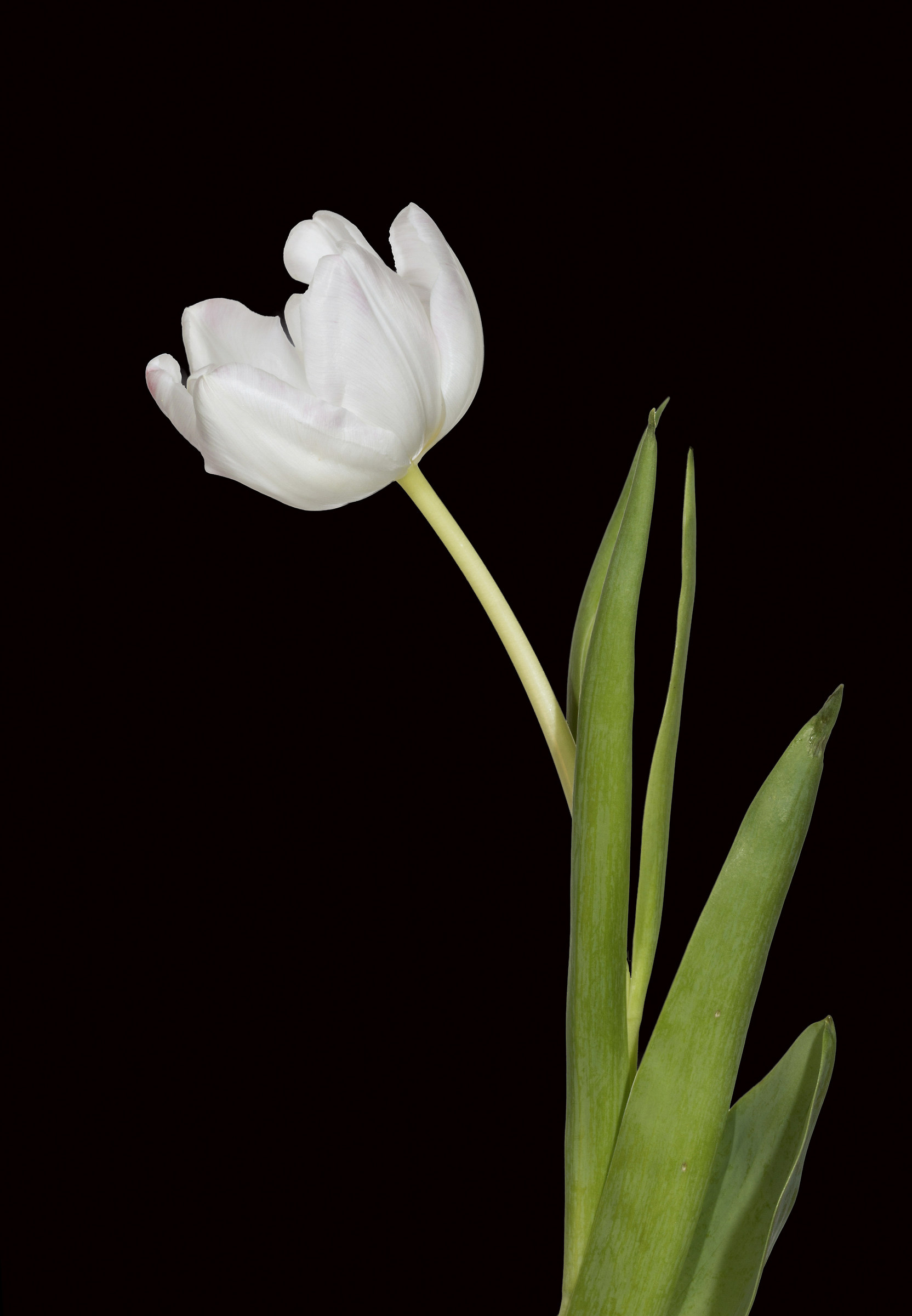 Tulip