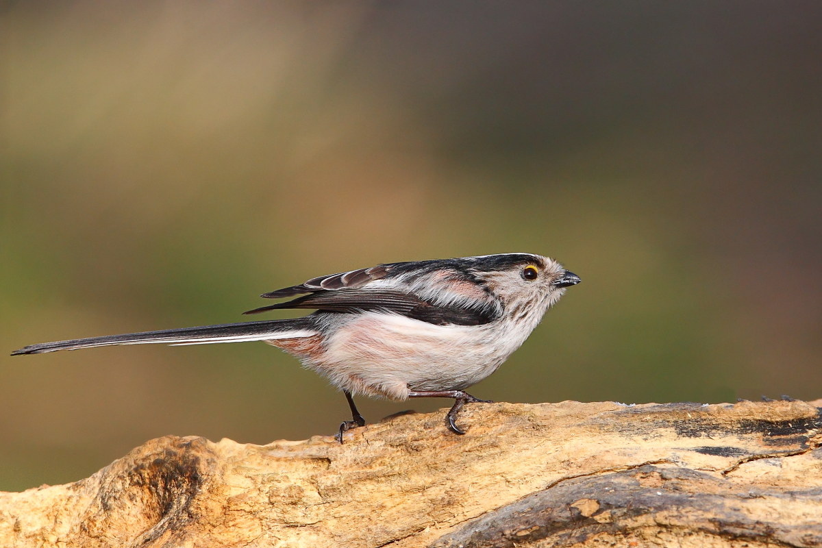 Long-tailed Tit