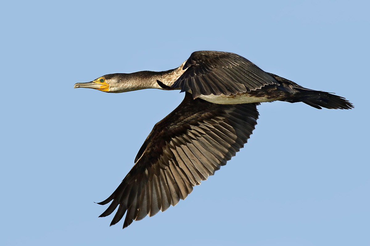 Cormorant in flight