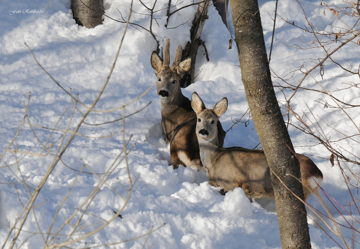 L'unione fa la forza...