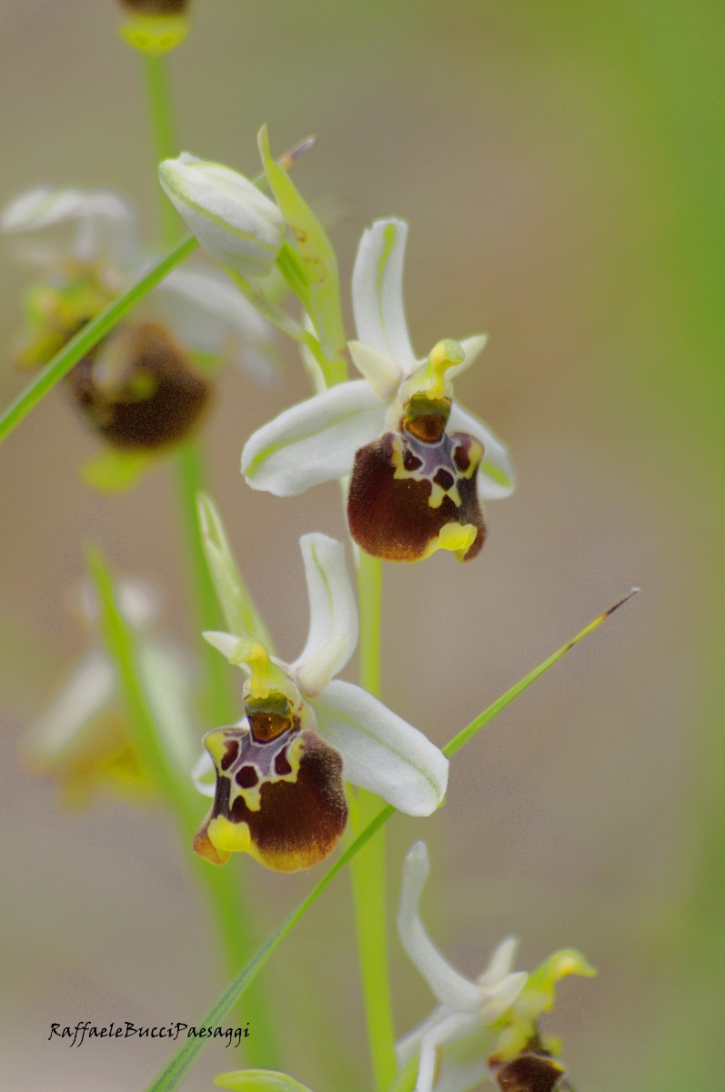 Ophrys Fuciflora
