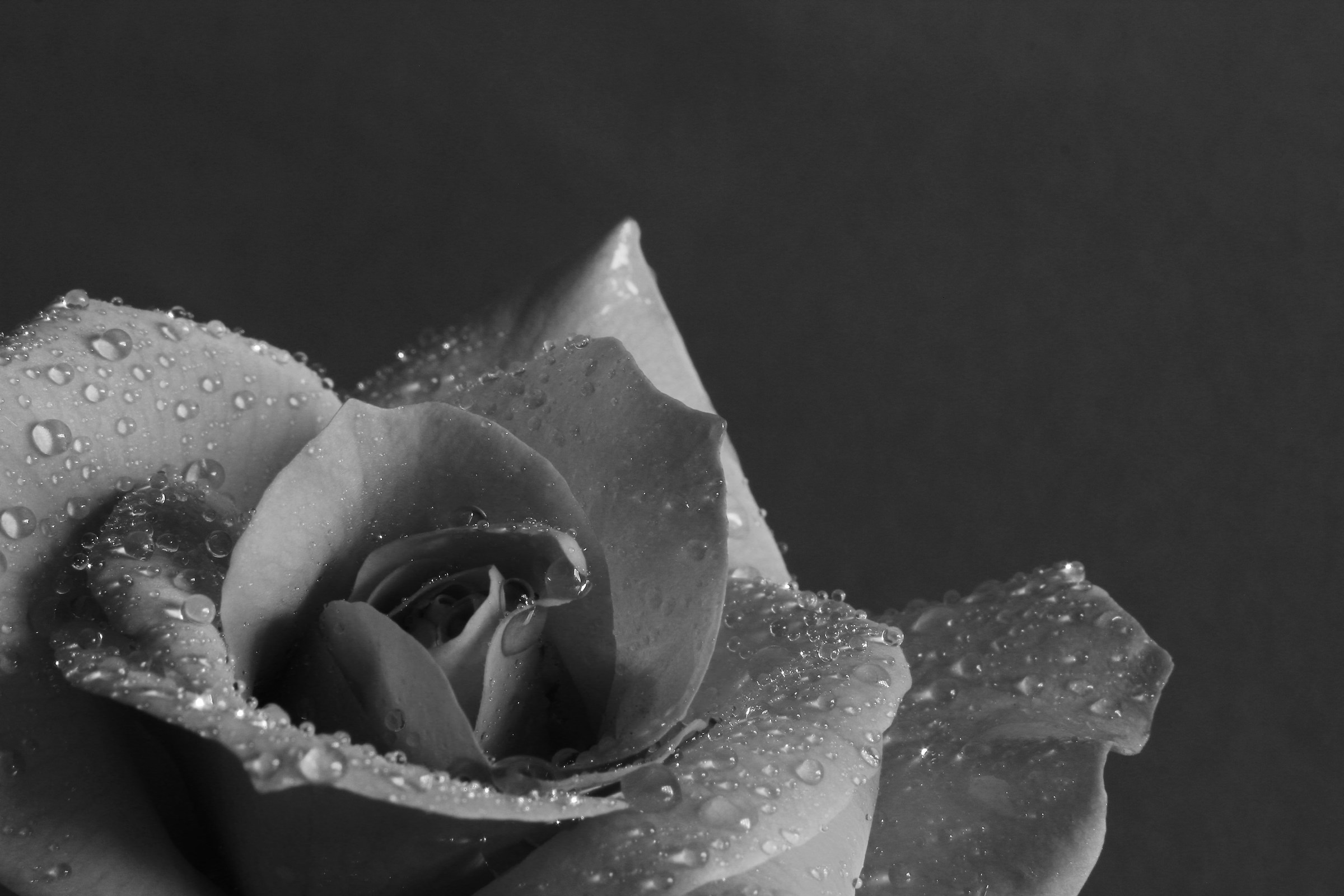 Plasticity of a rose