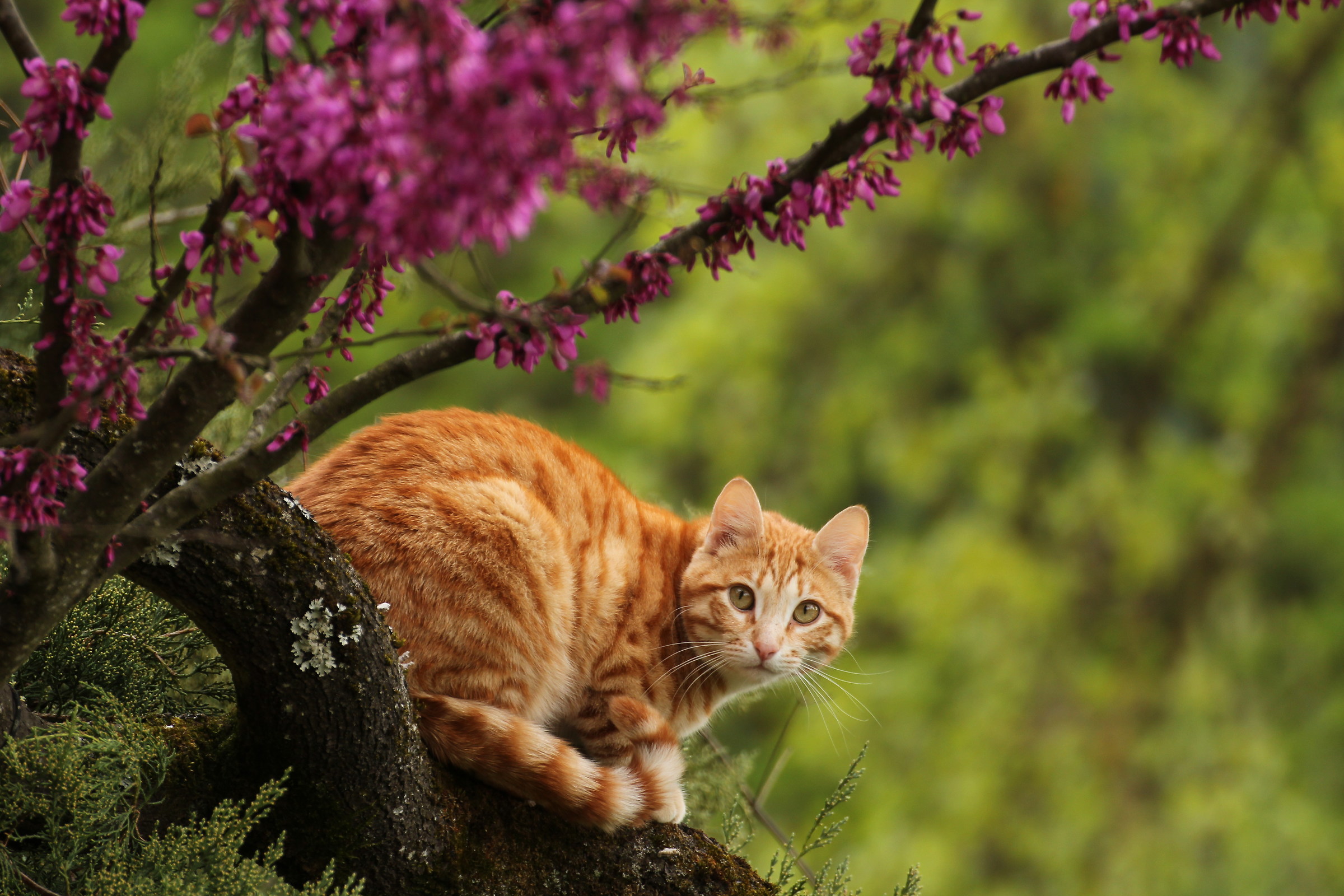 The colors of nature