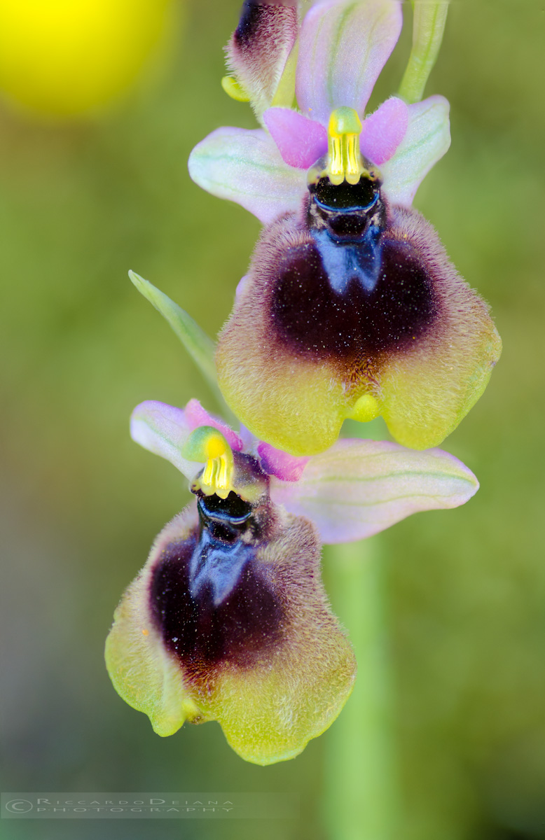 Ophrys normanii