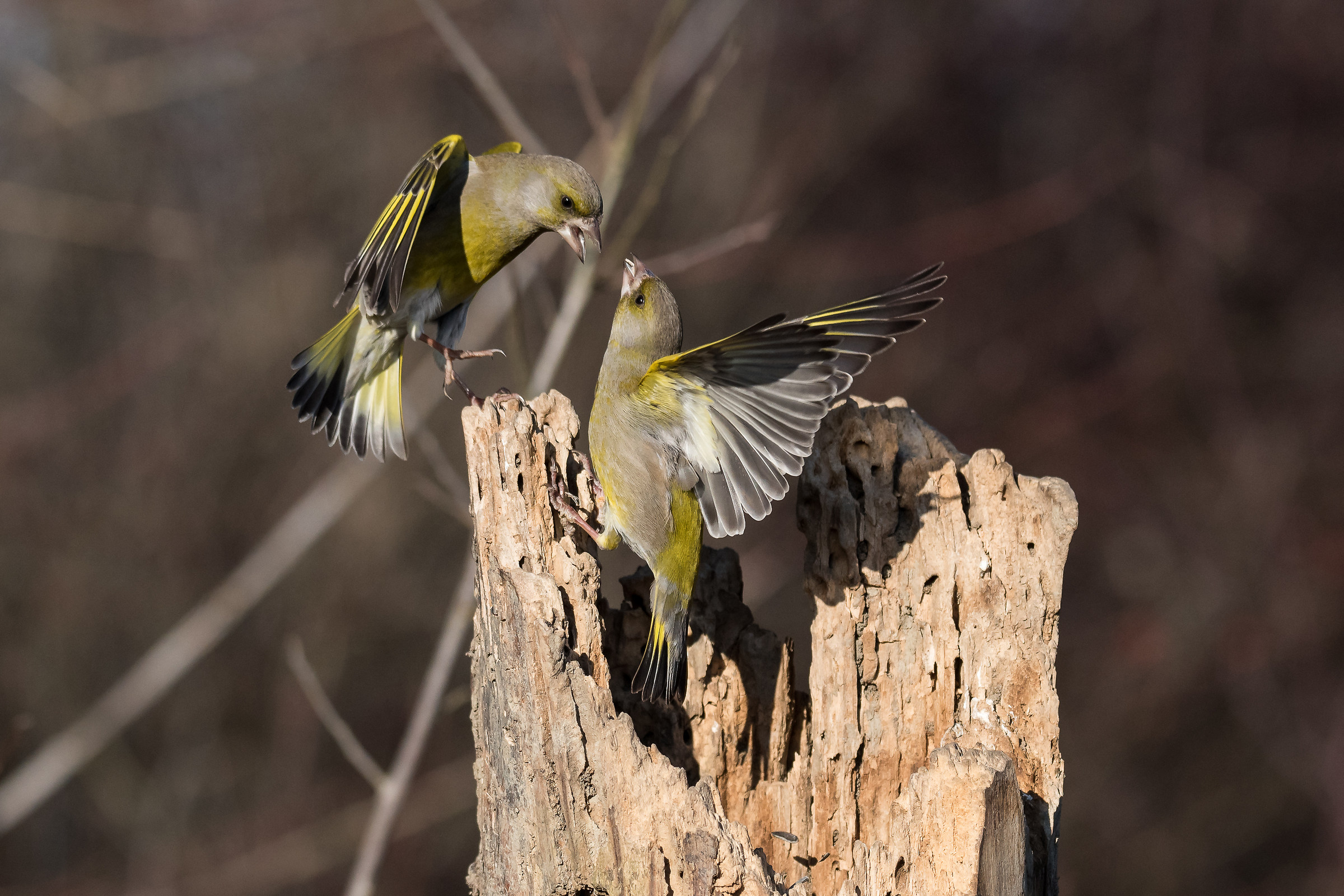 Bucks - Exchange of views ....