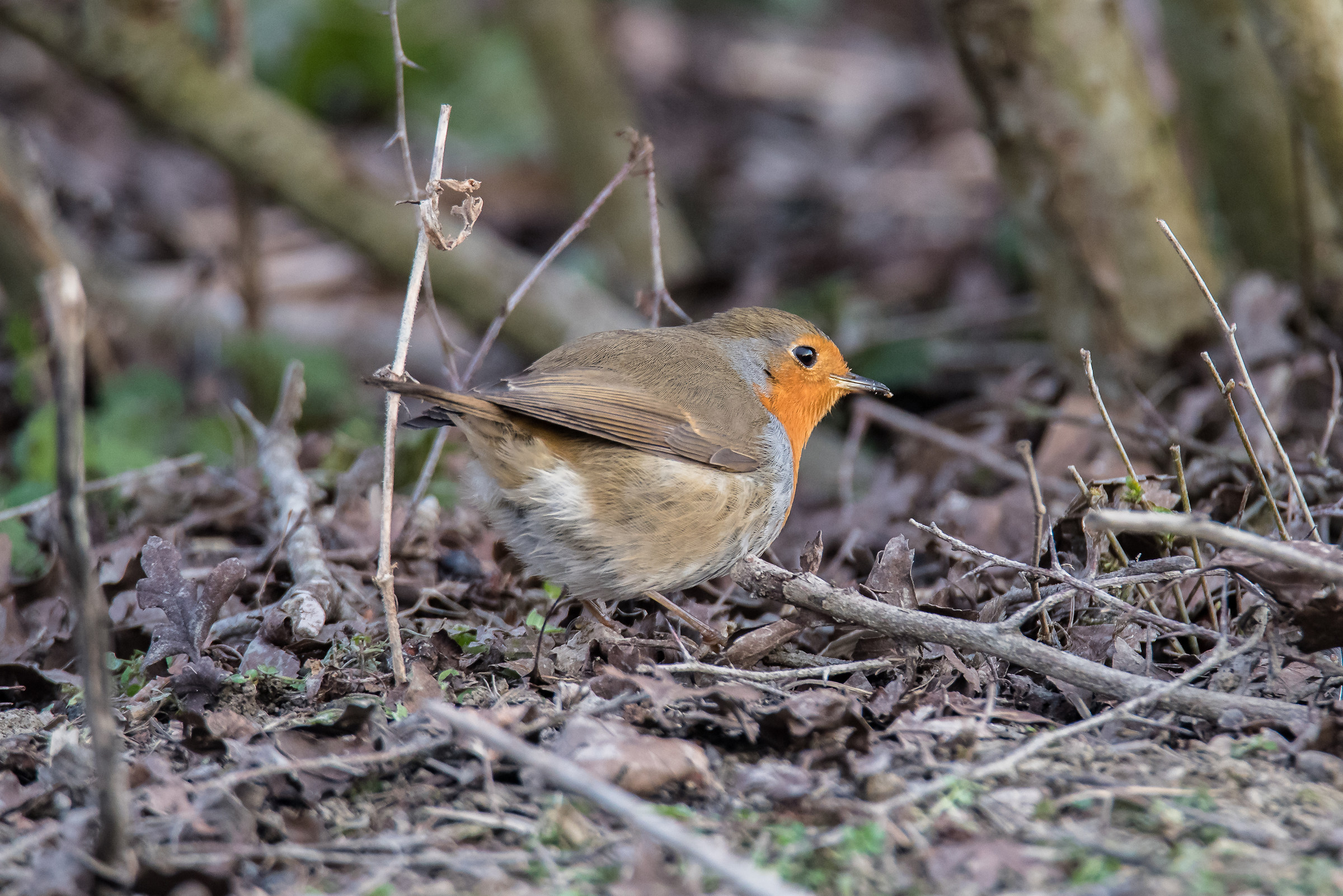 Robin in evacuating stools ....