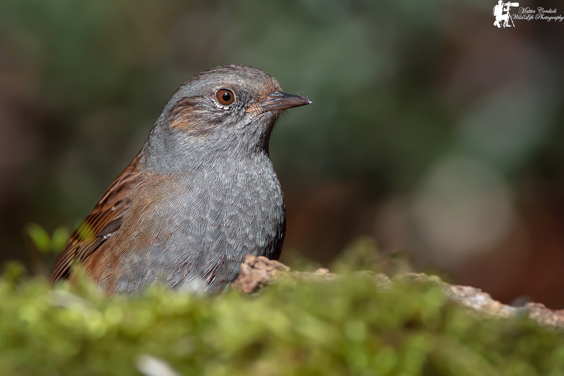 Dunnock