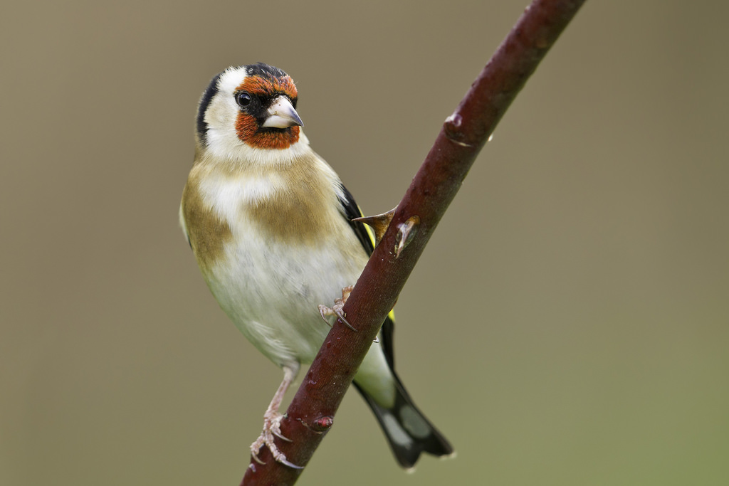 Putter (Carduelis carduelis