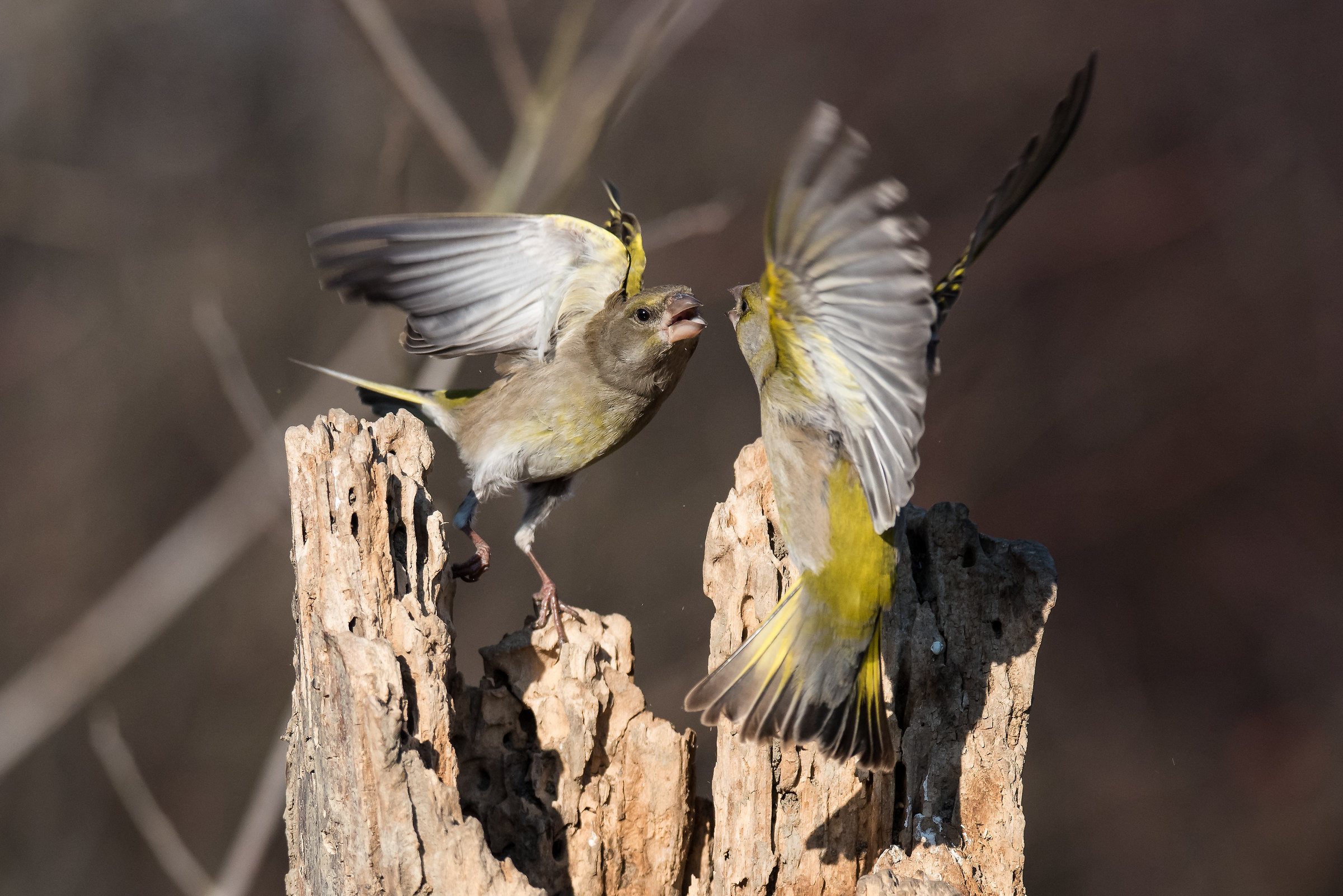 Verdoni- fight a ...