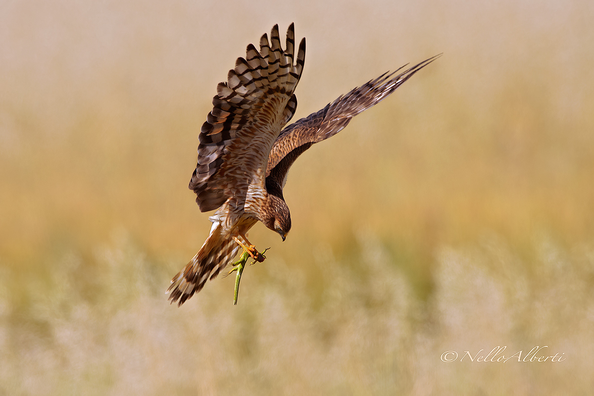 Minor Swing with prey