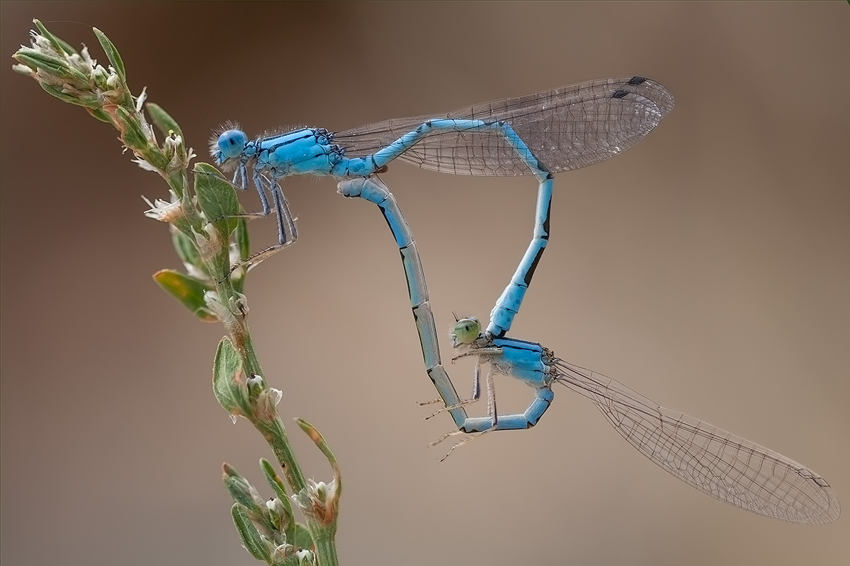 Damselflies fortunati