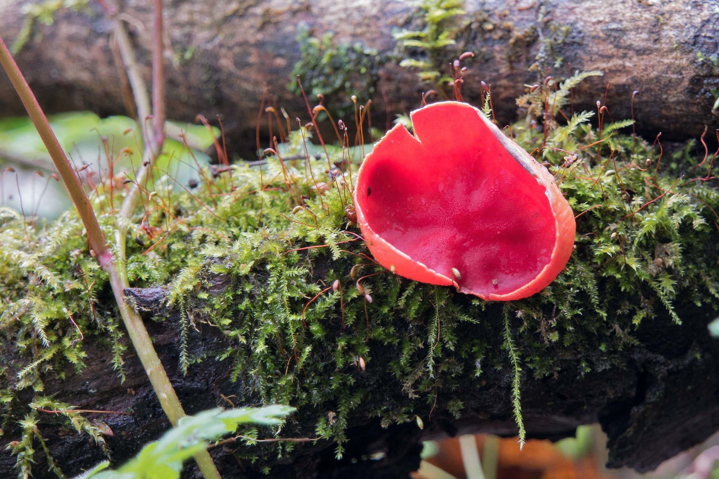 Sarcoscypha coccinea
