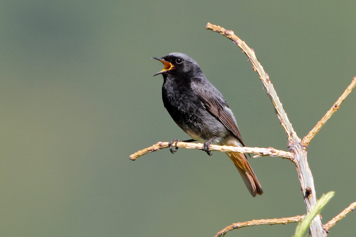 Codirosso spazzacamino