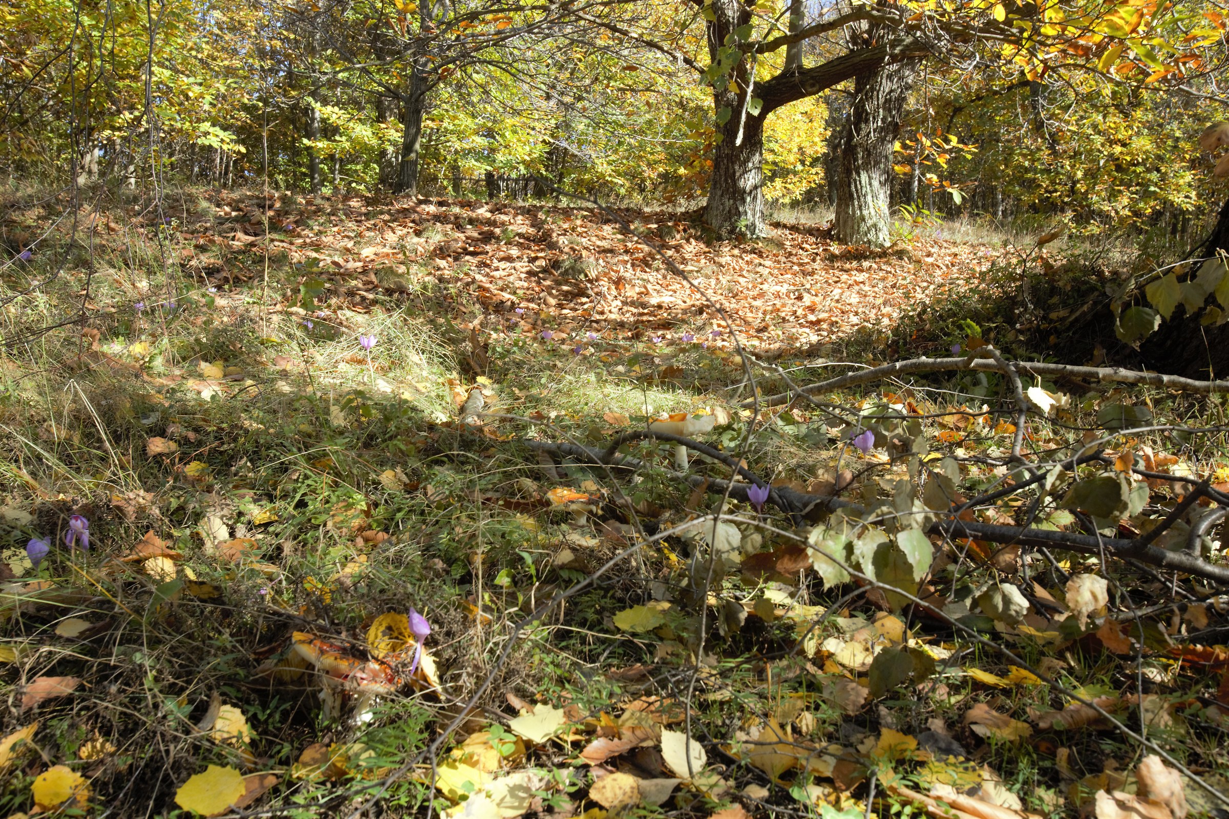 Mushrooms, he who seeks finds (not edible)