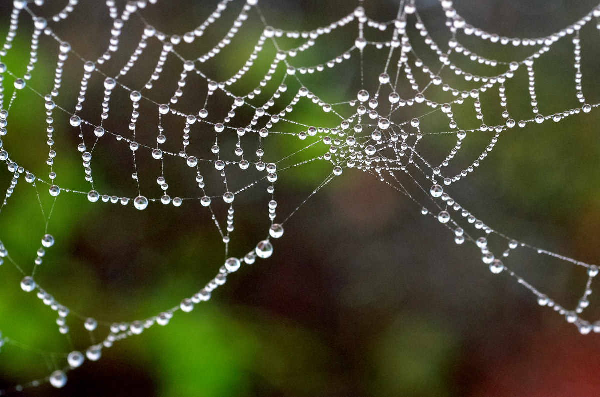 the web