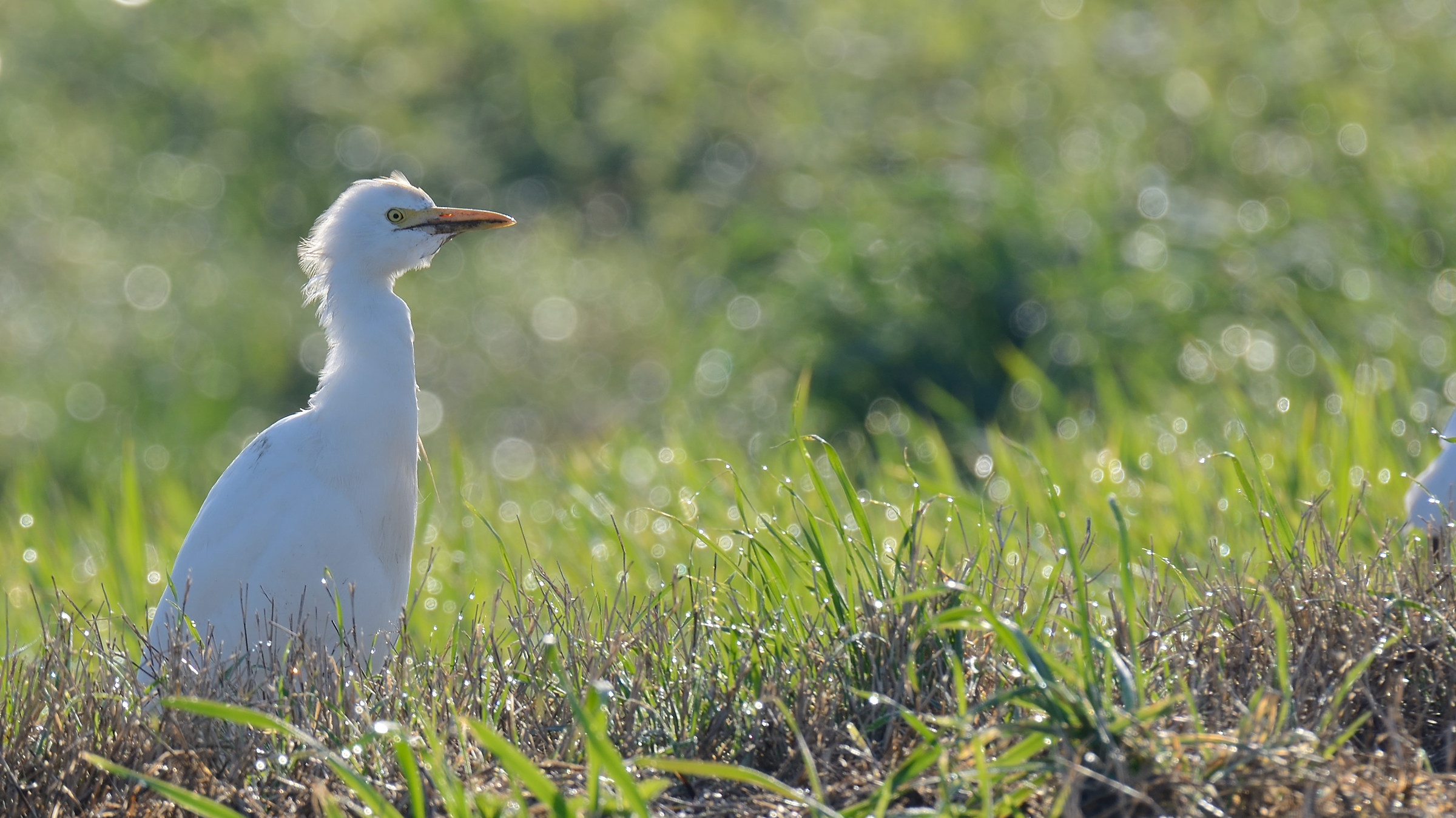 Heron Egrets