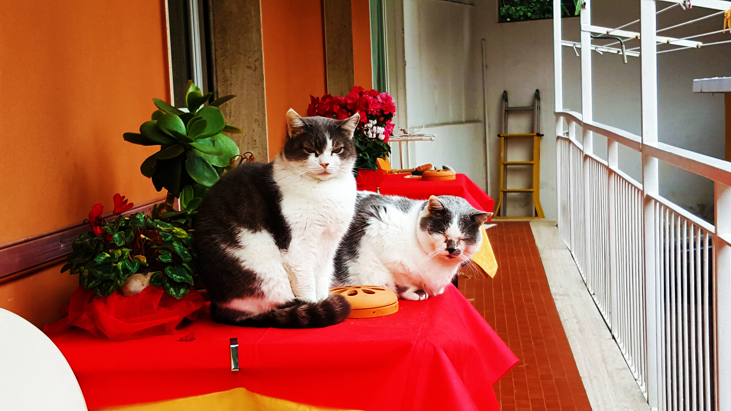 ma chi l'ha invitato?