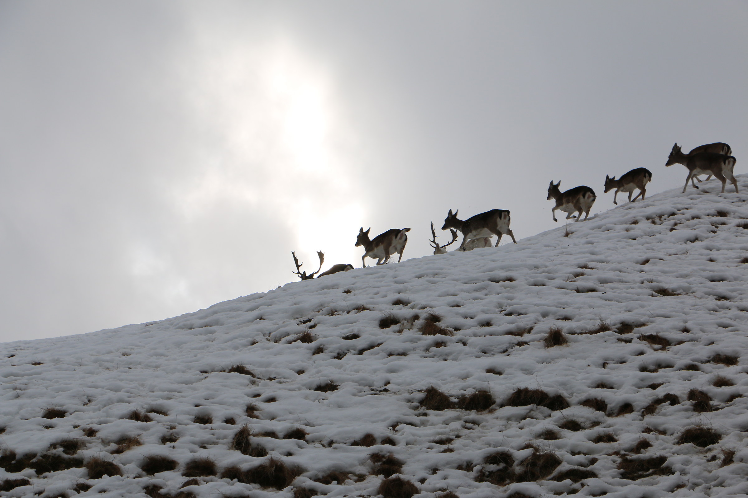 Minio rumore.....e loro via