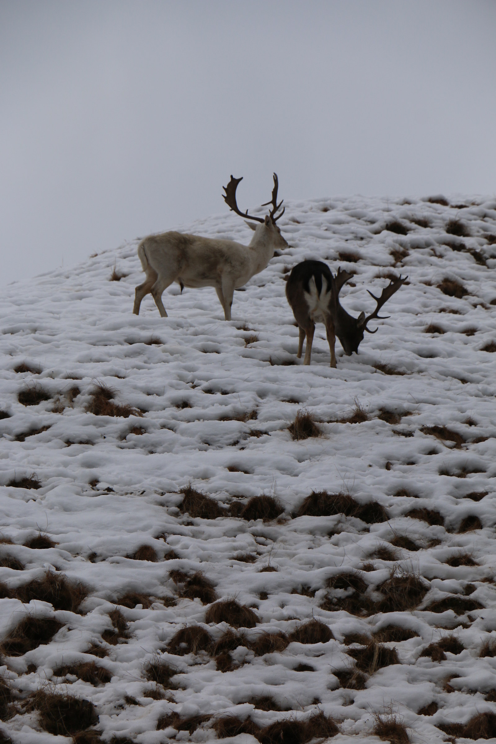 miraggio???.........