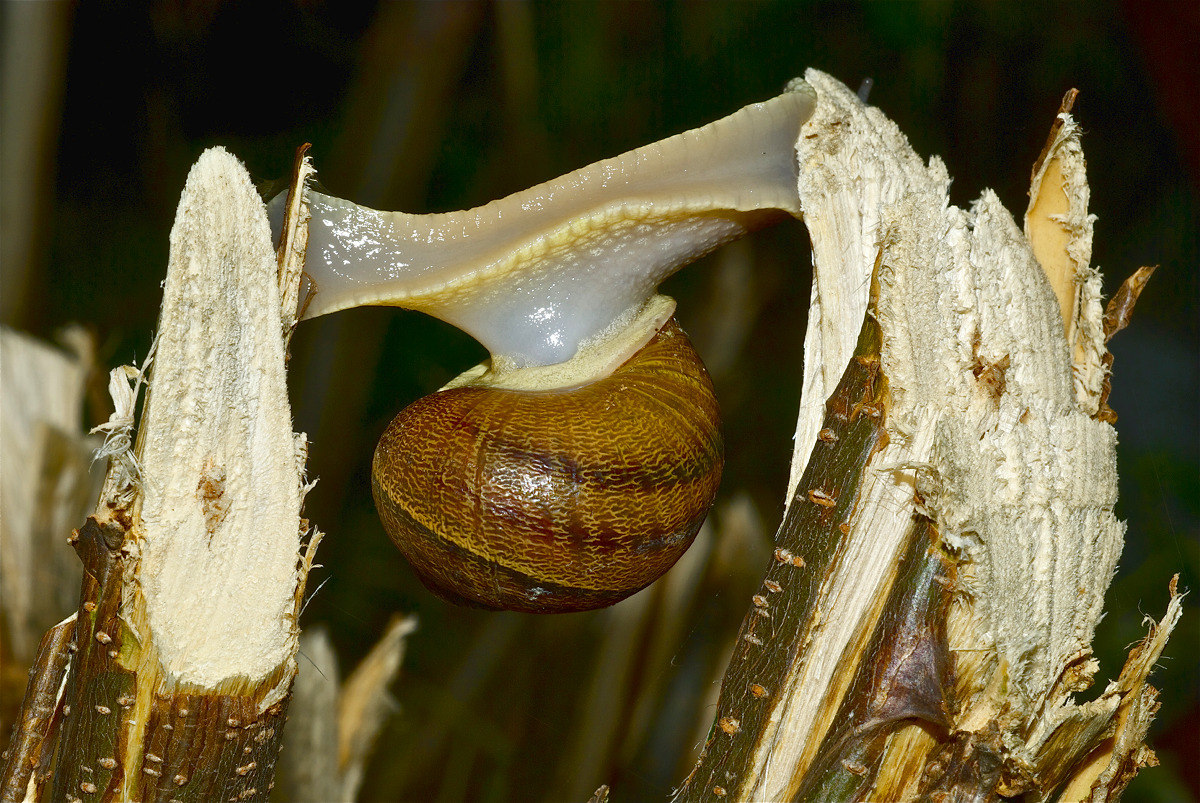 Passaggio pericoloso