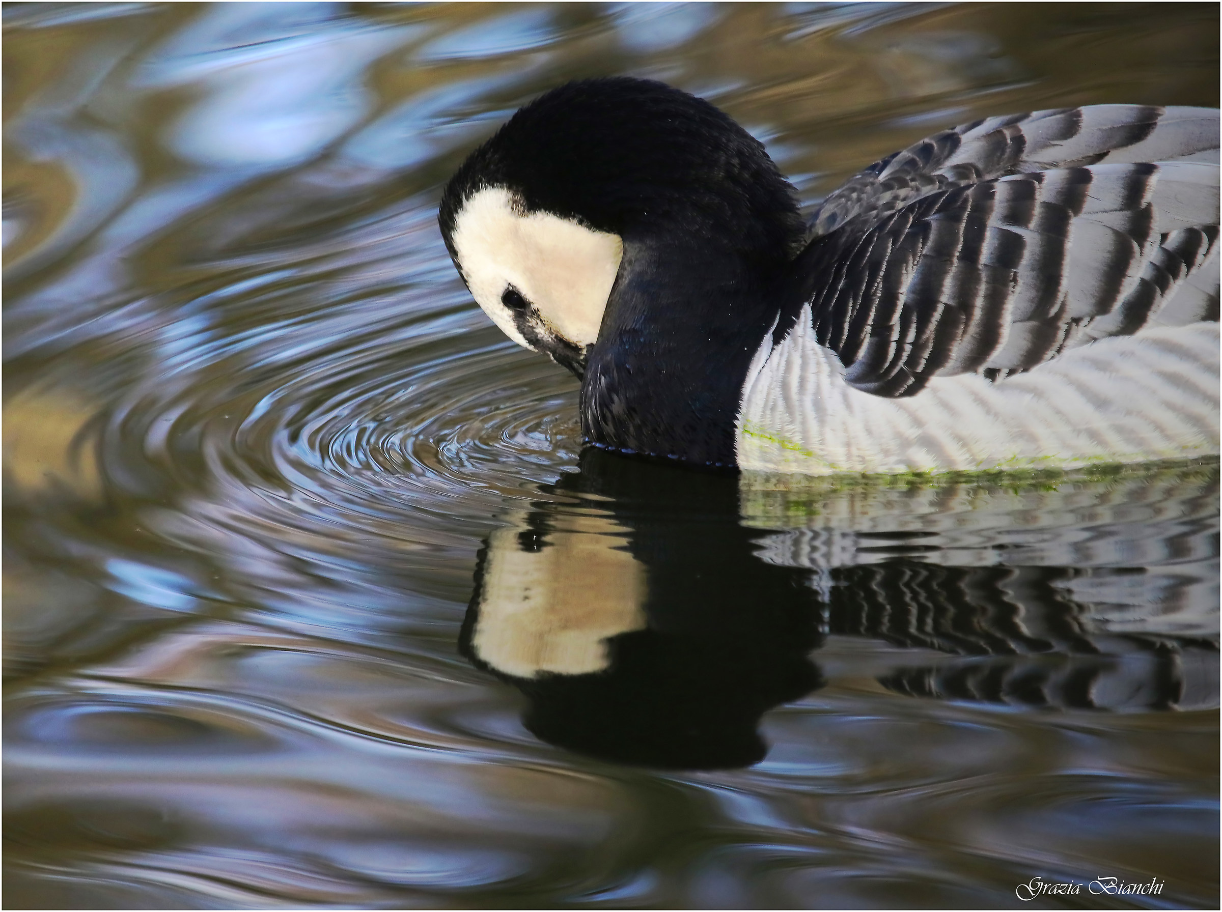 Oca facciabianca specchiata - Oasi dei Quadris -Fagagna