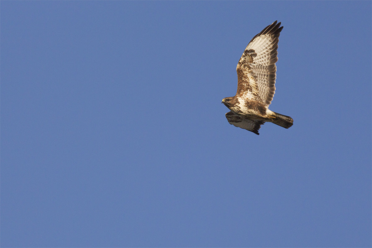 Buzzard in flight
