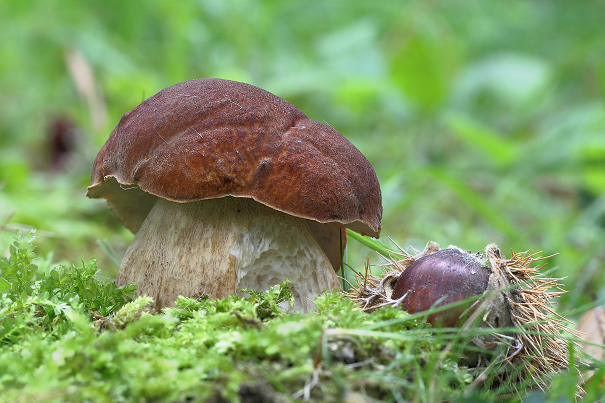 Boletus aestivalis