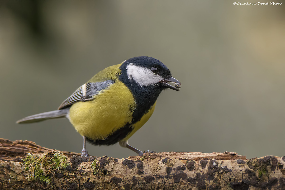 Great Tit